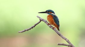 Common kingfisher perched on a branch. Bird. Animals.