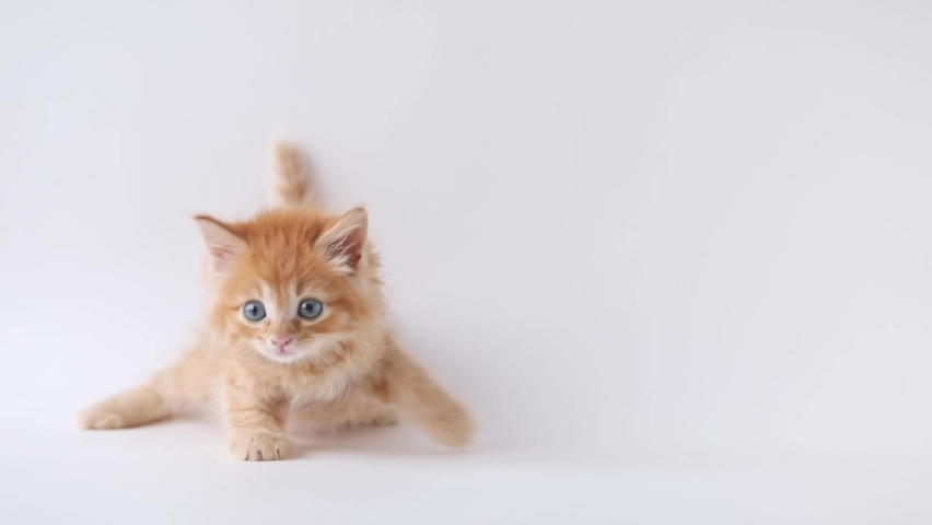 small red kitten on a light background