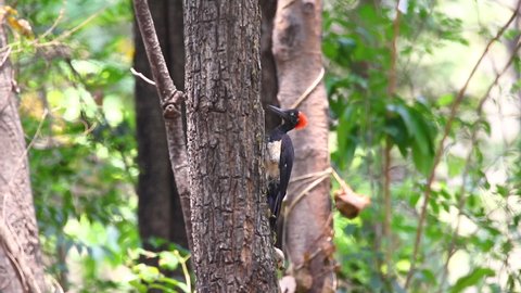 White-bellied Woodpecker (Dryocopus javensis) Perched on a big tree. Bird. Animals.