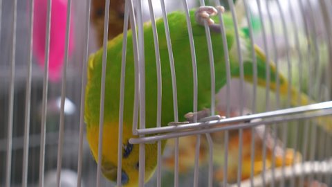 The theme of domestic exotic birds. Close-up of a caged green budgerigar hanging upside down on a grate.Macro.Animals and birds. selective focus