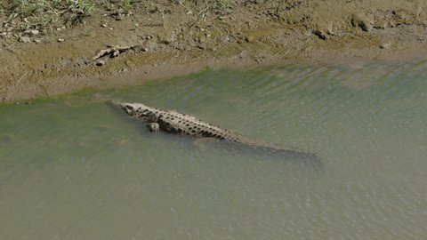an american crocodile rests with its head on the banks of the tarcoles river in costa rica