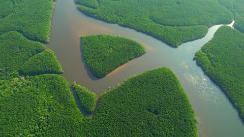 Top view of winding river in tropical mangrove green tree forest in khao jom pa, trang, Thailand. beautiful mangrove forest near the estuary. drone aerial view. 4K
