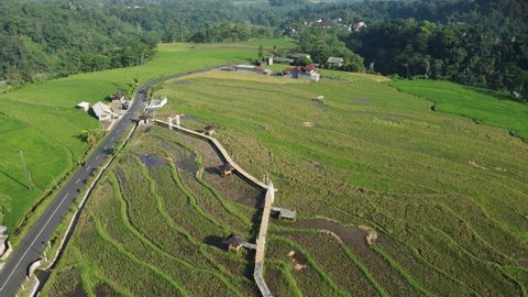 Aerial view of beautiful rice fields in the morning in Kendal Village (Desa Pakis), Indonesia.
