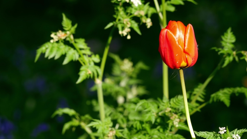 Single solitary red tulip grows in bracken woodland medium shot slow motion selective focus Royalty-Free Stock Footage #1090106365