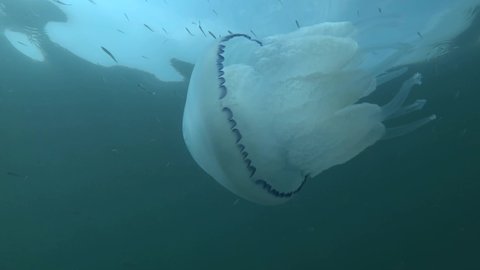 Close-up of Barrel jellyfish (Rhizostoma pulmo) swim under surface of blue water in the sun`rays, Underwater shot, Low-angle shot. Black Sea