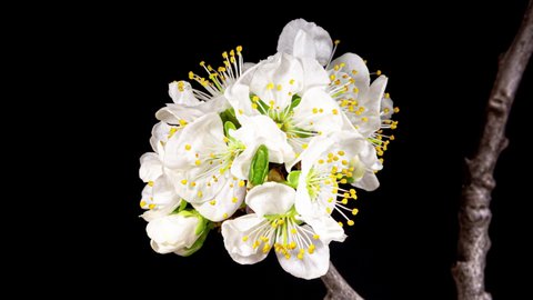 Plum White Flowers Blooming in Time Lapse on a Black Background. Spring Tree Branch with Opening Buds with Moving Petals and Stamens Blossoming in Timelapse