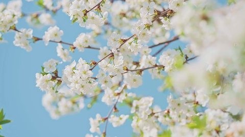 Cherry blossom branch with white flowers in full bloom with small green leaves swaying in the wind in spring under the bright sun with blue sky. Close-up static high quality 4K footage.