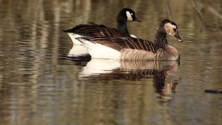 Two Canadian geese swimming in a pond at a cloudy day in spring.