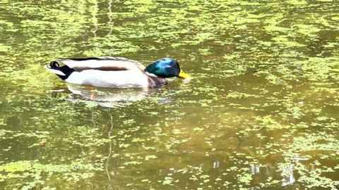 4k footage of a male mallard duck swimming on a little pond called Jacobiweiher not far away from Frankfurt in Germany and eating at a sunny day in spring.