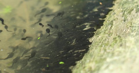 Swarm of common frog tadpoles swimming in a small pond in Europe. Top view, no people