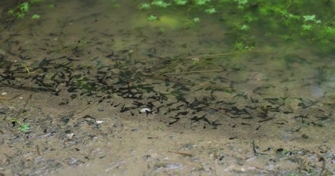 Swarm of common frog tadpoles swimming in a small pond in Europe. Top view, no people