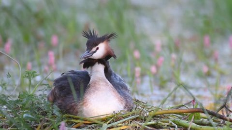 Great crested grebe Podiceps cristatus on nest. The bird sits on the nest, turns its head, cleans its feathers.