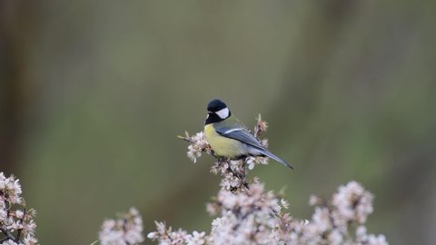 Great tit Parus major in the wild. A bird is sitting on a flowering branch.