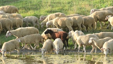 A flock of sheep drink water on the shore of the lake. Sheep farming, livestock, agriculture, domestic sheep.