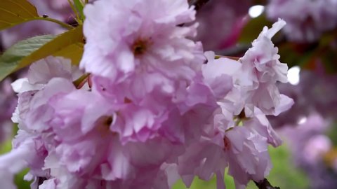Cherry blossom in the background blue sky, Cherry blossom tree, Pink sakura, Beautiful pink flowers, Pink sakura tree, sakura