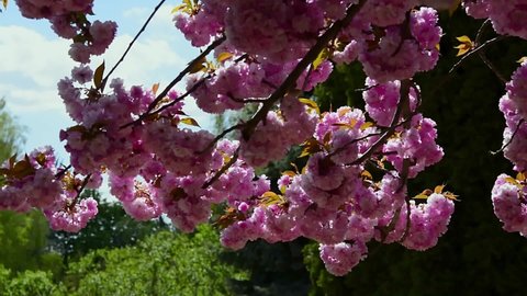 Cherry blossom in the background blue sky, Cherry blossom tree, Pink sakura, Beautiful pink flowers, Pink sakura tree, sakura