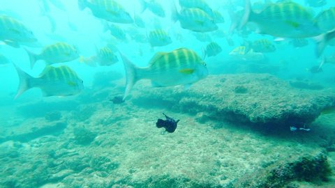 Black Guineafowl Pufferfish And School Of Graybar Grunt Fish Swimming Under The Deep Blue Sea In Baja California, Mexico. - underwater