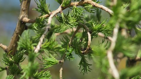 New leaves on larch with buds. The branches move in the wind. Red buds cones on larch