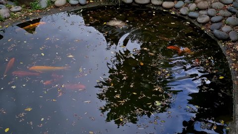 Makati , Philippines - 04 26 2022: Makati, Metro Manila, Philippines - April 26, 2022: Amidst the shopping malls and commercial establishments in Greenbelt Park, Makati lies this calming koi pond that