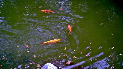 Makati , Philippines - 04 26 2022: Makati, Metro Manila, Philippines - April 26, 2022: Amidst the shopping malls and commercial establishments in Greenbelt Park, Makati lies this calming koi pond that