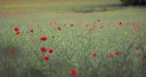 Overview over wild red poppies flowers in full bloom in rural countryside in spring time in evening time.Nature concept .