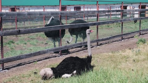 The African ostrich behind the fence in the aviary on the farm lay down to rest on the grass. Breeding, cultivation.