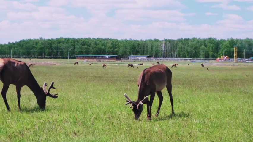 Deer graze in a meadow in the reserve and chew grass on a sunny day. Wildlife