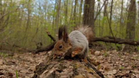 4K Hungry fluffy squirrel found bunch of ripe nuts on log in forest and eats them. People feed squirrels in spring.