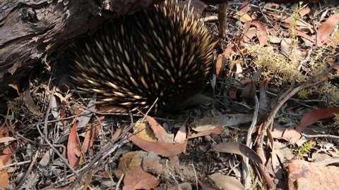 Lonely isolated Australia short-beaked echidna walking in the leaf bush field and hiding from human