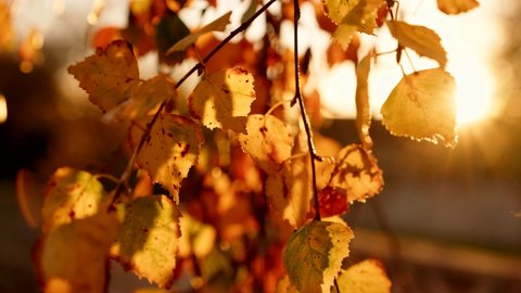 Falling Autumn Leaves, Cinematic The Fall With, Yellow, Orange Beautiful Colors