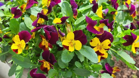Purple, yellow and white tricolor pansies bloom in a flower bed in the garden. Blooming garden pansies. Wild pansy flowers on a sunny windy day