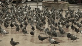 wild animals, videos of a flock of wild pigeons