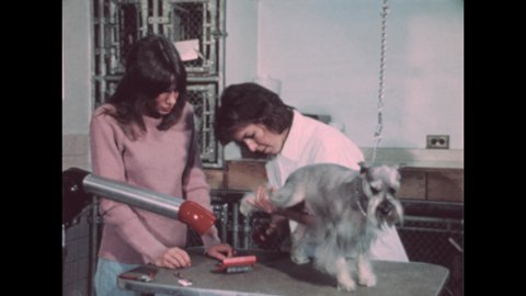 1970s: Dog in kennel barks. Dog on leash. Woman exits building, holds trays, walks down path. Woman trims fur. Woman trains dog. Dogs in kennel. Woman talks, feeds and pets dog.