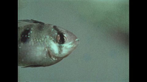 1970s: Cichlid fish opens mouth. Long tail platy. Bear catches fish in river.