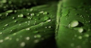 Raindrops, fall on a green sheet. 4k video