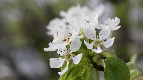 Blossoming branch of a pear tree. Drops of dew or rain on blossoming buds of a pear tree branch.