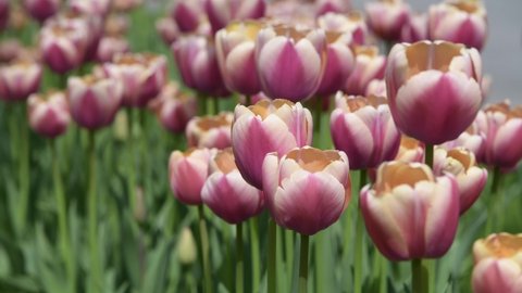 White and pink tulips on a green lawn in a city park.