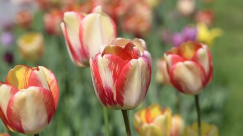 Close-up of many blooming colorful tulips. Blurred background.