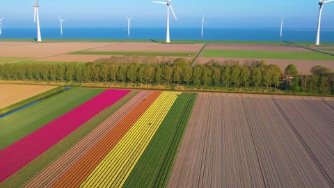 Endless Tulip fields in Netherlands and offshore wind farm aerial view. Colorful pink, yellow and orange tulips in bloom, in Keukenhof or Noordoostpolder, near Amsterdam. Tulips season in Holland.