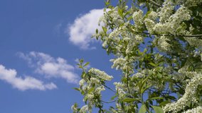 white flowers against the sky. bird cherry blossom. sky and flowering branches 4k video