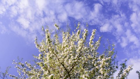 Tree branches with white pear flowers slide on a background of blue sky with clouds

