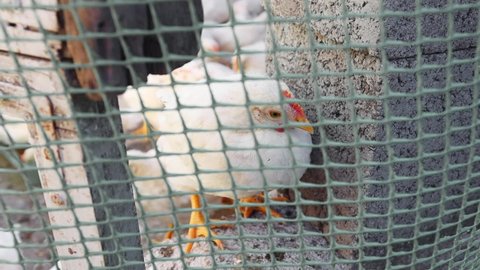 A white-colored chicken with a red comb in a cage on a chicken farm. Young chicken on a walk, slow motion.