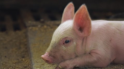 Cute Little Pink Piglet Lays On A Sawdust Bedding At An Industrial Animal Husbandry Farm. Cute Animal Baby Pig At A Livestock Raising Farm. Cute pig Animal Laying On A Wooden Floor At A Pigpen