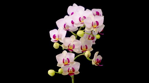 Orchid Blossoms. Blooming White Orchid Phalaenopsis Flower on Black Background. Time Lapse. 4K.
