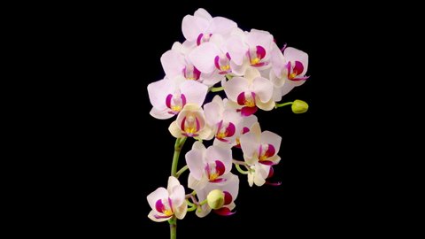 Orchid Blossoms. Blooming White Orchid Phalaenopsis Flower on Black Background. Time Lapse. 4K.
