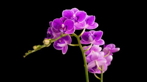 Orchid Blossoms. Blooming Purple Orchid Phalaenopsis Flower on Black Background. The Purple Queen Orchid.  Time Lapse. 4K.