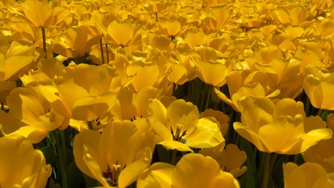 Many yellow bright tulips sway in the wind on a sunny summer day