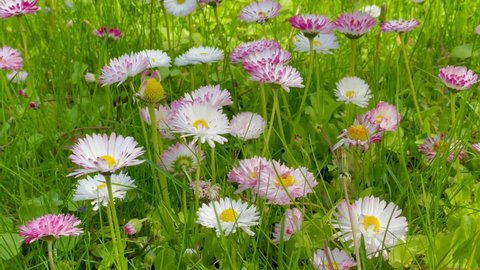 Multi-colored spring flowers (daisies) growing in the grass are moving in the wind. Floral background. View from above