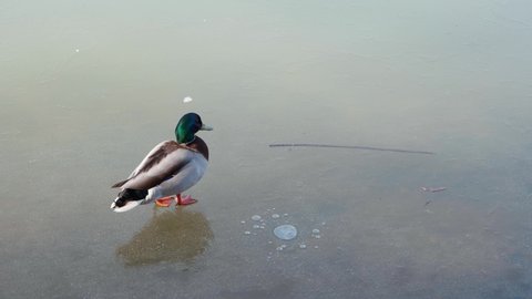 A young duck of gray brown coloration stands on the thin ice of a frozen pond, cleans the feathers with its beak and paw, pulls its tail and looks around. Sunny spring day.
