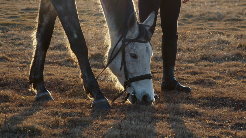62 Horse riding pants Stock Video 